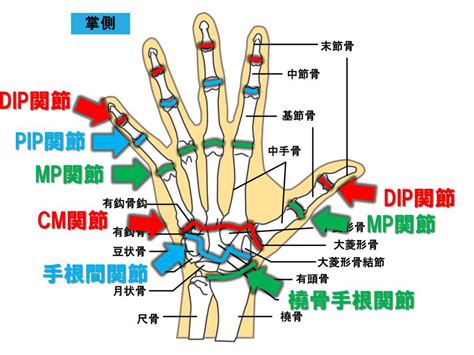 骨節手|【基礎から学ぶ】手の関節【解剖学】